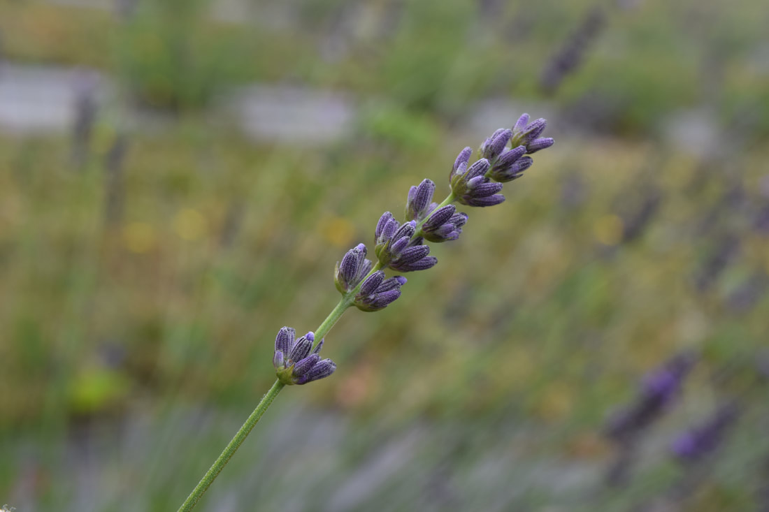 When to harvest lavender - Little Lavender Farm