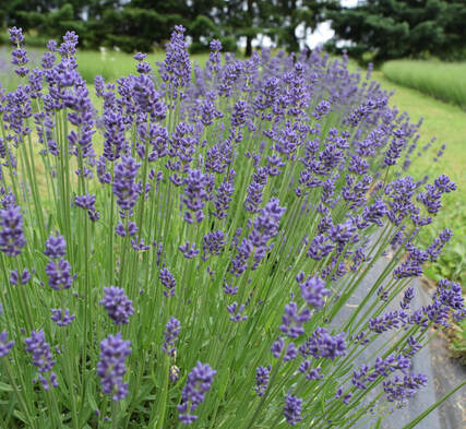 Live Lavender Plants - Gros Bleu variety, Illinois