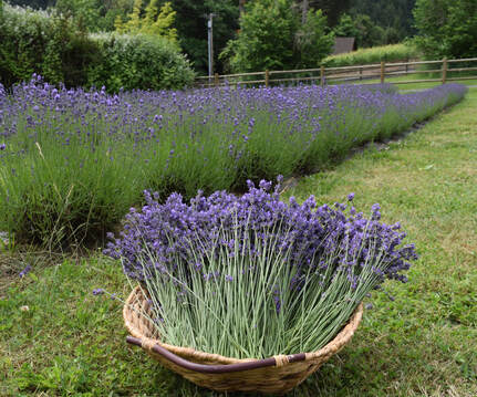 Our Lavender - LITTLE LAVENDER FARM